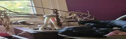 Oriental cats for sale: Othello in Westgate-on-Sea - Advert 5