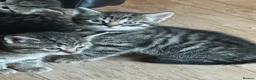 Mixed Breed cats for sale: 2 beautiful female kittens - Advert 4