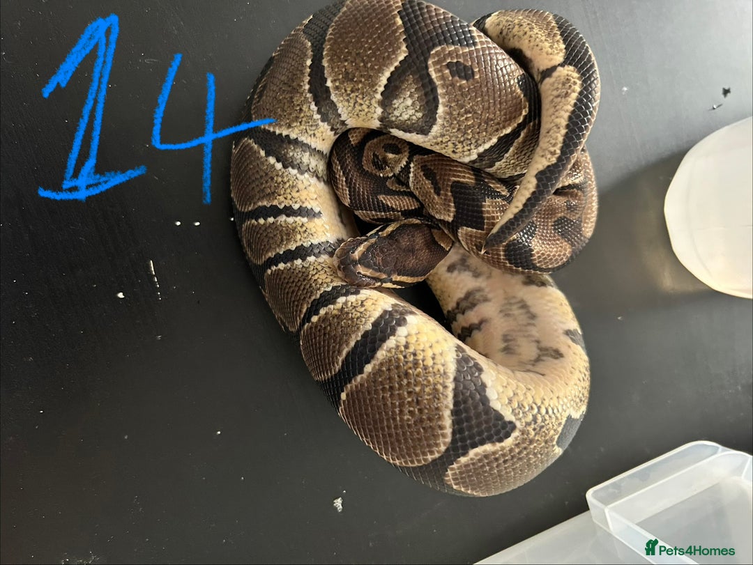 Python Snake reptiles for sale: Royal Pythons - Image 14