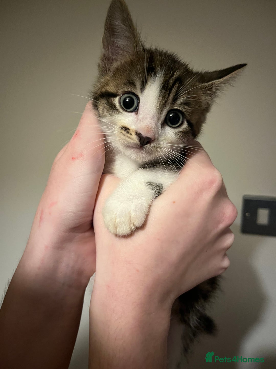 Mixed Breed cats for sale: Kittens ready to go! - Advert 2