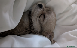 Mixed Breed dogs for sale: Jack Russell cross - Advert 5