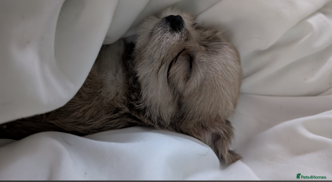 Mixed Breed dogs for sale: Jack Russell cross - Advert 5