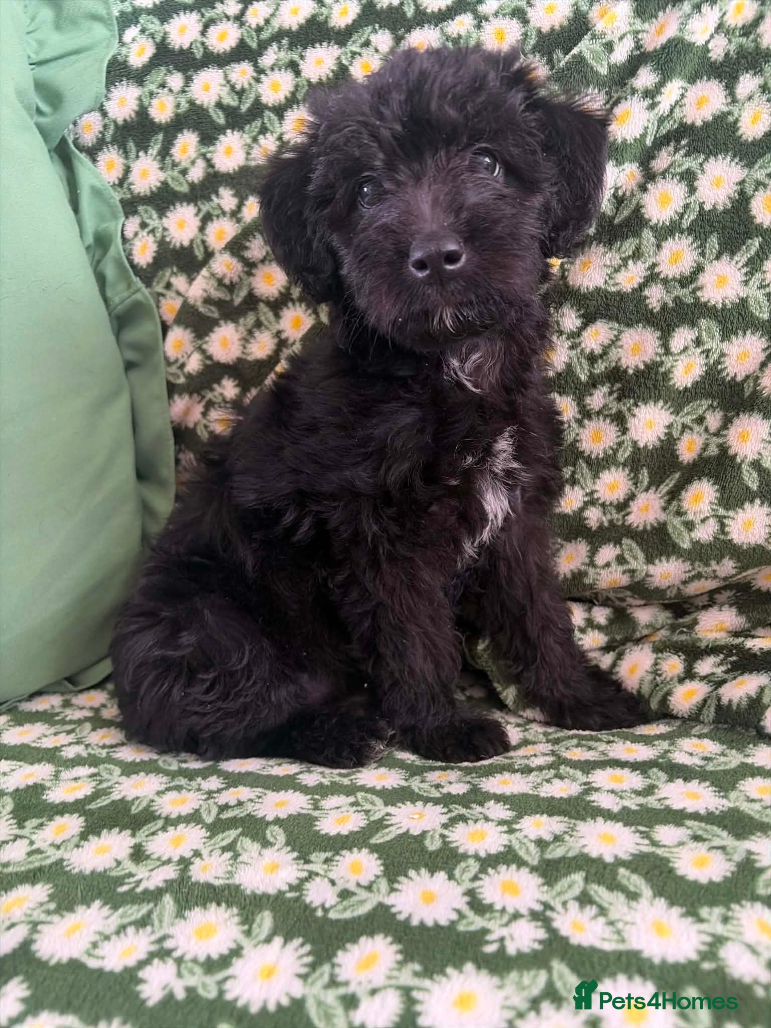 Mixed Breed dogs Whipoodle  - Advert 1