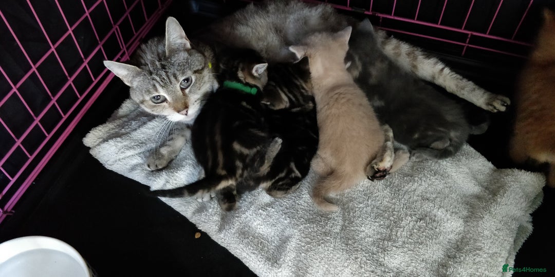 Russian Blue cats for sale: ADORABLE RUSSIAN BLUE KITTEN 8 WEEKS LAST GIRL - Advert 2