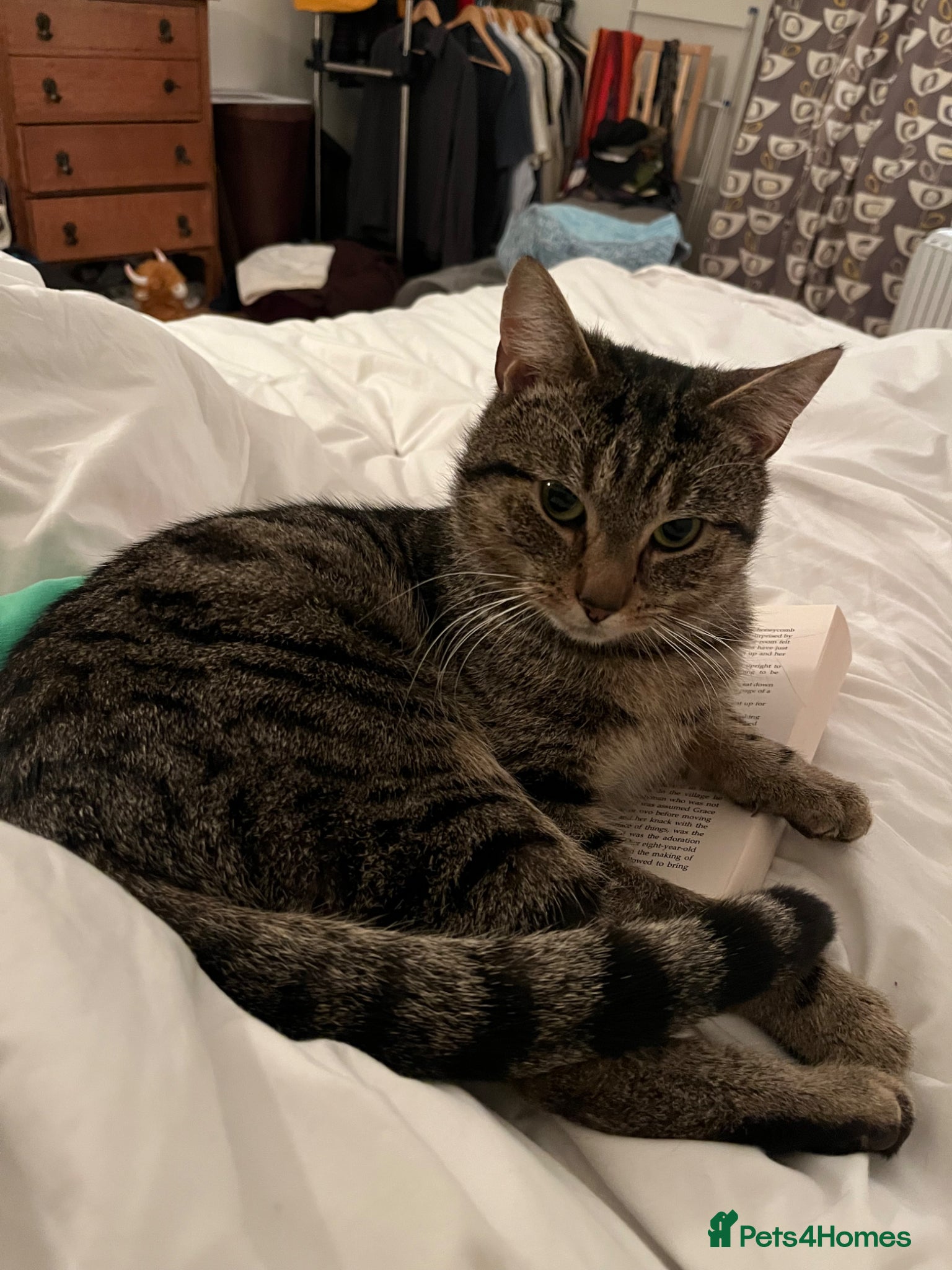 Domestic Shorthair cats Domestic short hair indoor male tabby cat - Advert 15