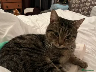 Domestic Shorthair cats Domestic short hair indoor male tabby cat - Advert 15