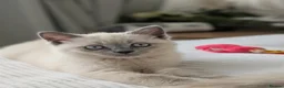 British Shorthair cats for sale: Rare colours British Kittens, ready soon.  - Advert 15