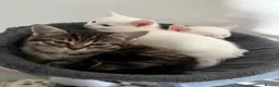 Siberian cats for sale: Five Siberian mixed kittens - Advert 8
