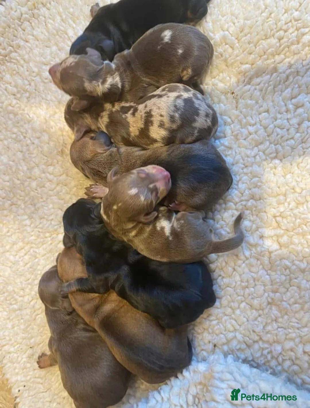 Miniature Dachshund dogs for stud: 🤎 Quinn Cake – Miniature Dachshund Stud 🤎 - Advert 9