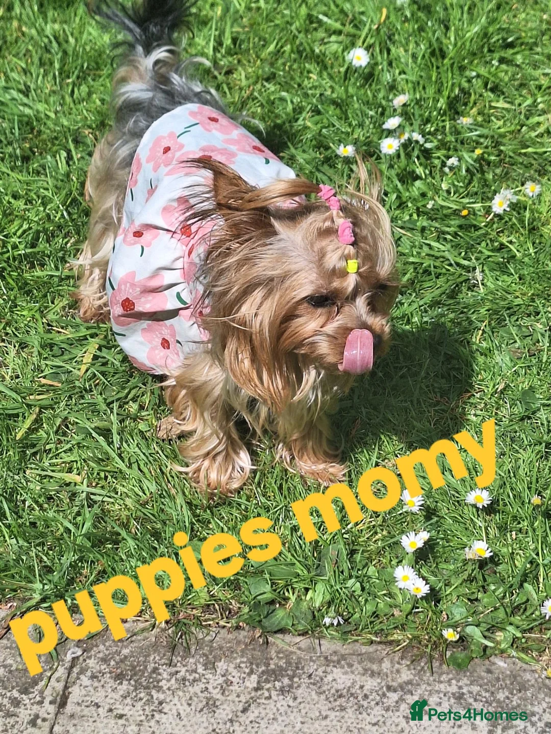 Yorkshire Terrier dogs for sale: Yorkshire Terriers  - Advert 12