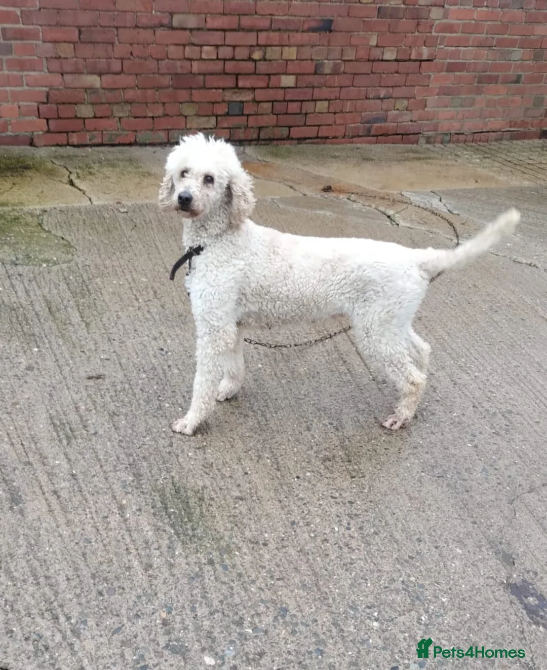 Standard Poodle dogs for sale: Gorgeous standard poodle. - Advert 1