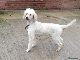 Standard Poodle dogs Gorgeous standard poodle. - Advert 15