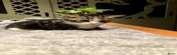 Mixed Breed cats for sale: KITTENS! Batch of Cuties for sale in Basinsgtoke - Advert 32
