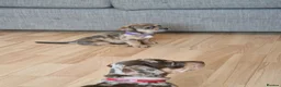 Mixed Breed dogs for sale: Only 1 Girl left! Ready to leave in a week!  - Advert 15