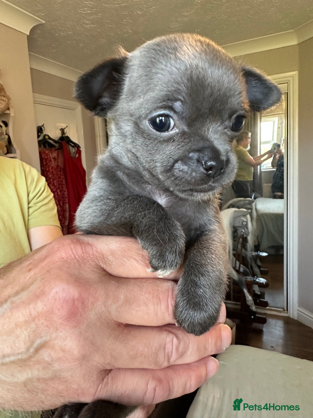 Chihuahua dogs for sale: Chihuahua puppies for sale - Image 6