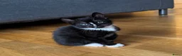 Mixed Breed cats for sale: Adorable kittens looking for their forever home😺 - Advert 3