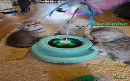 British Shorthair cats for sale: 🐾 4 Adorable British Shorthair Kittens Available! - Image 6