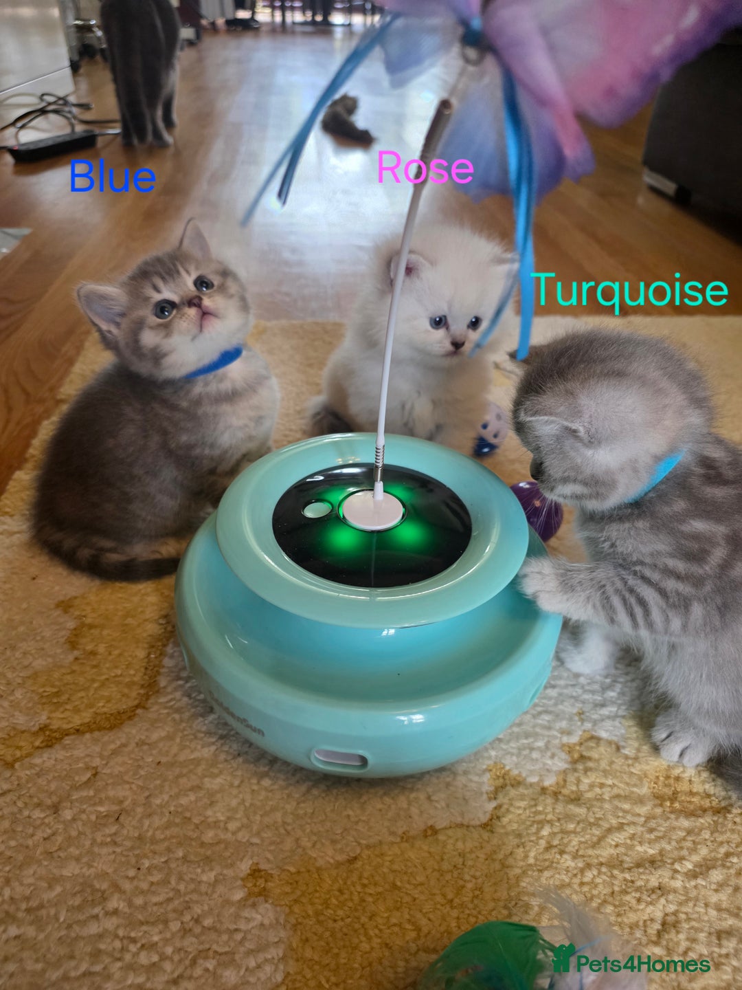 British Shorthair cats for sale: 🐾 4 Adorable British Shorthair Kittens Available! - Image 6