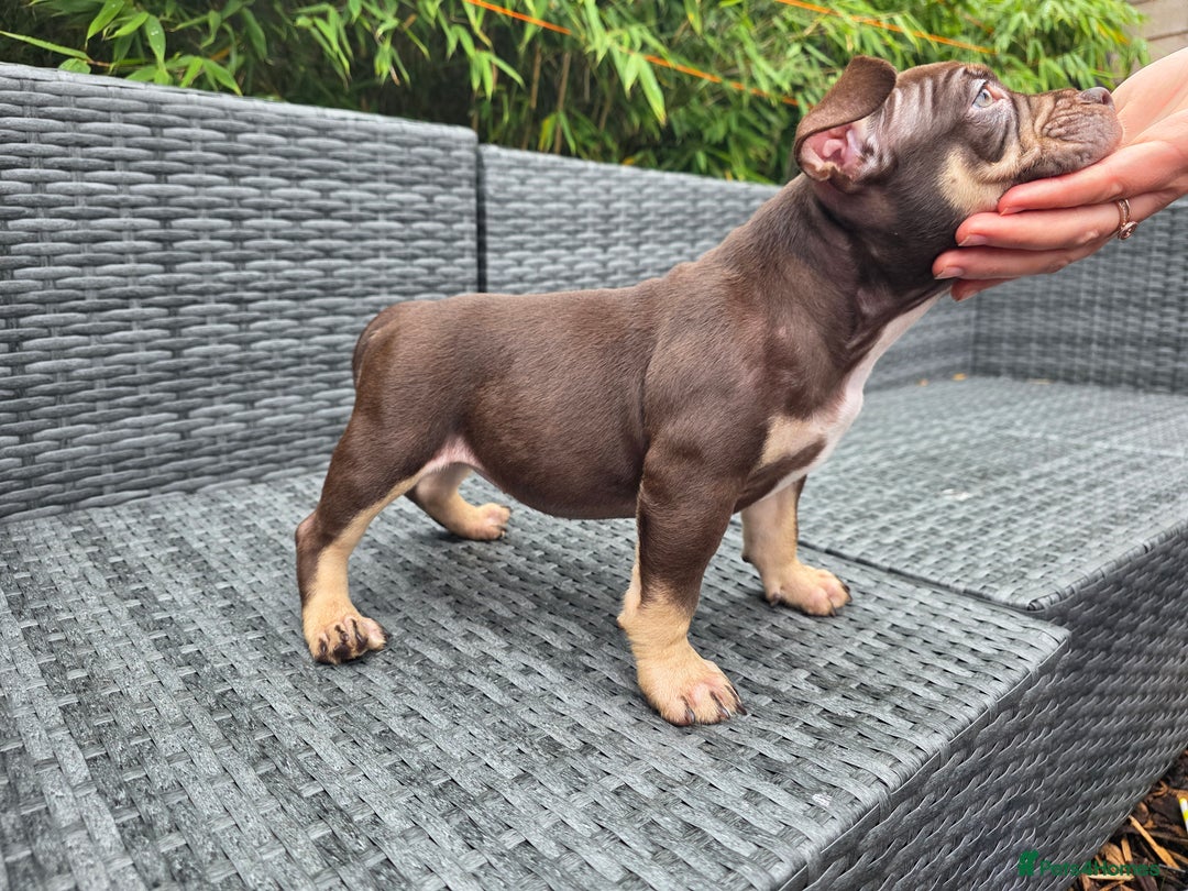American Bully dogs for sale: 3 Stunning Correct Female Pocket Bullies  - Image 7