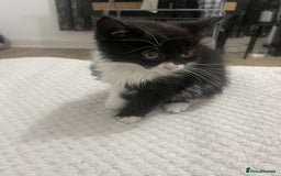 British Longhair cats for sale: Tabby/British Long haired - Image 7