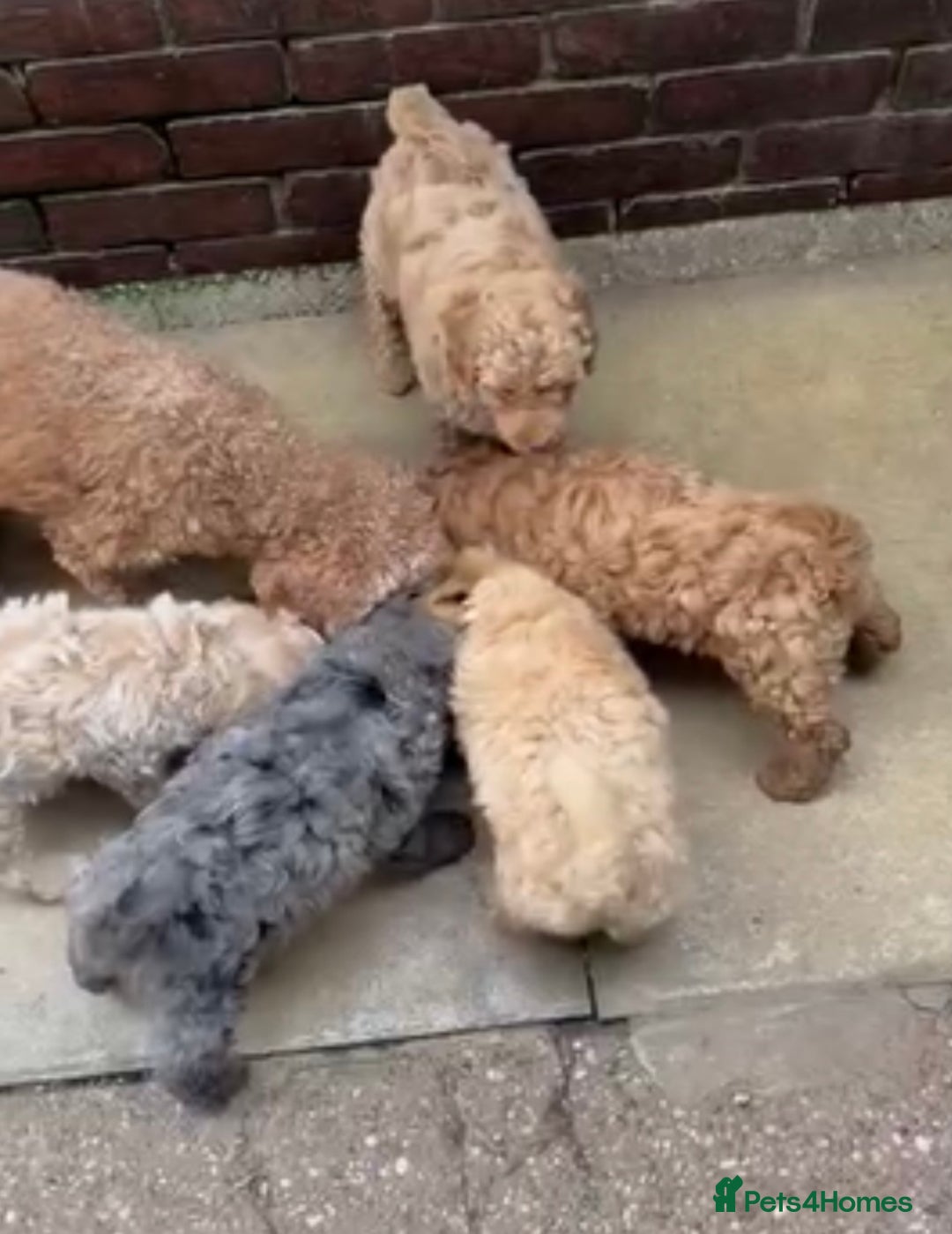 Miniature Poodle dogs for sale: Miniature poodles  - Image 8