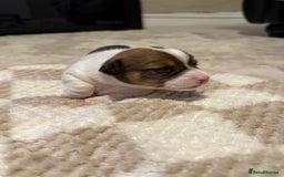 Jack Russell dogs for sale: Tri short legged jack Russell puppies - Image 4