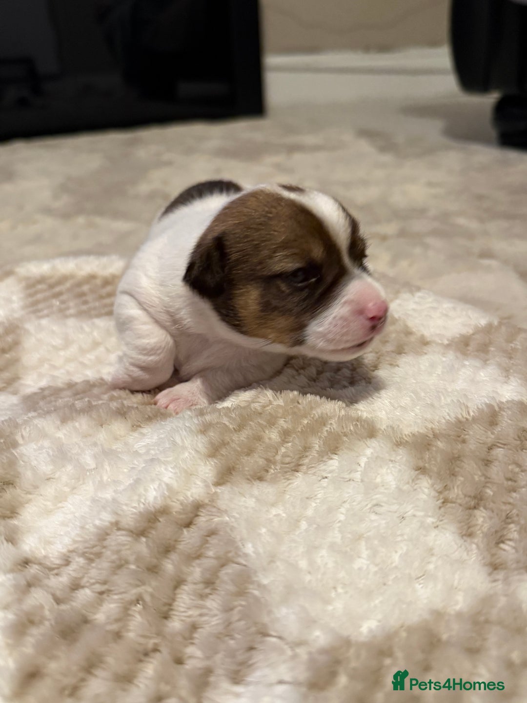 Jack Russell dogs for sale: Tri short legged jack Russell puppies - Image 4