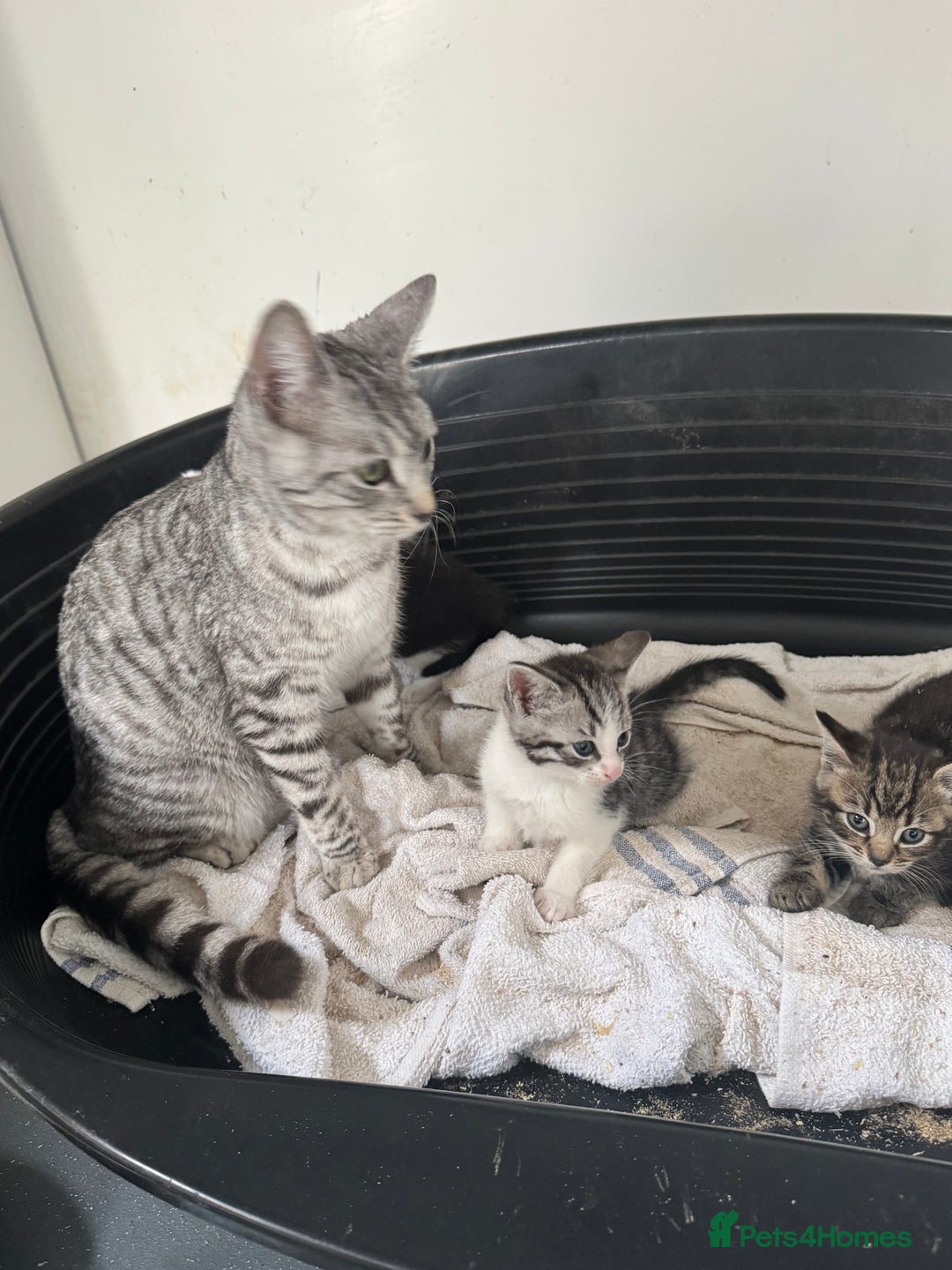 Mixed Breed cats for sale: 4 cute kittens  - Advert 6