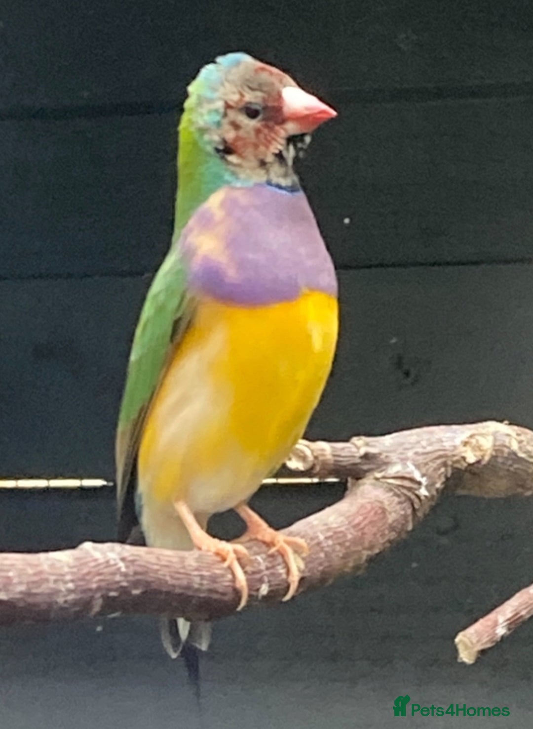 Finches birds for sale: Star finch, Bengalese, Gouldian,  zebra, Java spar - Advert 6