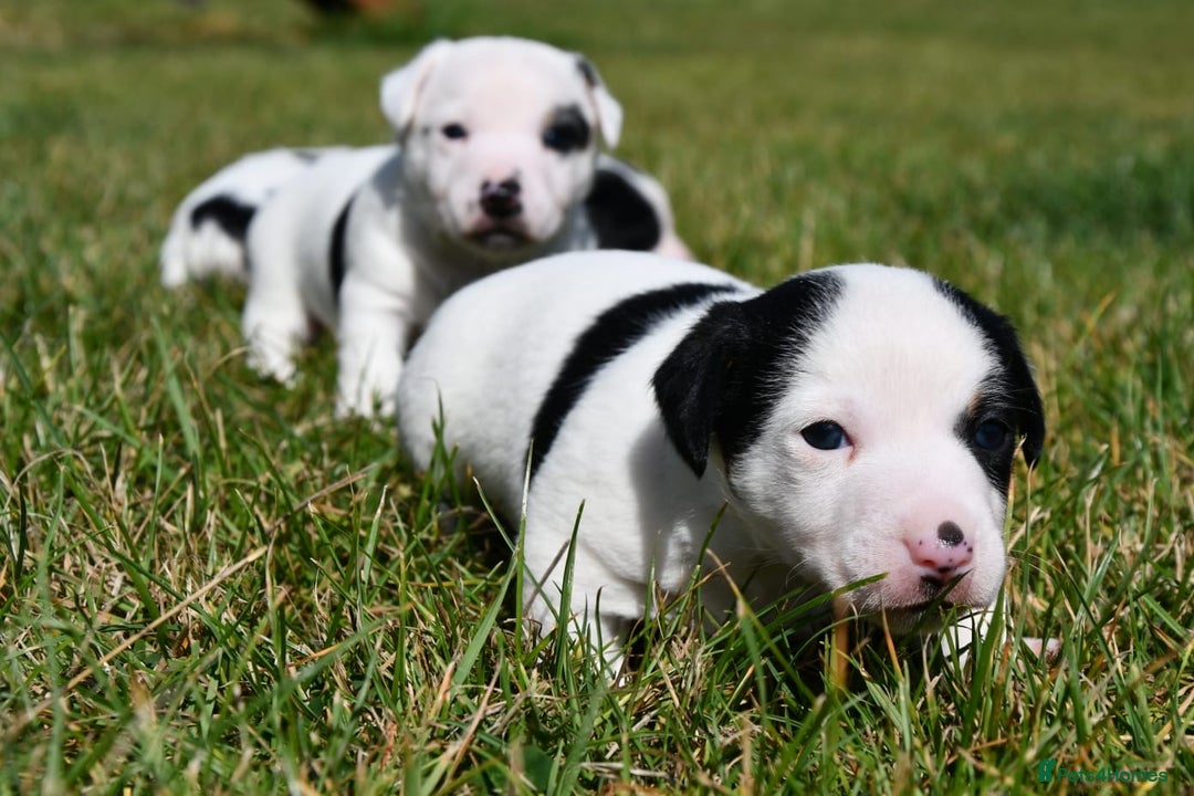 Jack Russell dogs for sale: Jack Russell puppies for sale  - Image 17