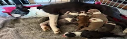 Boston Terrier dogs for sale: KC registered Boston Terrier Puppies  in Swanage - Advert 10