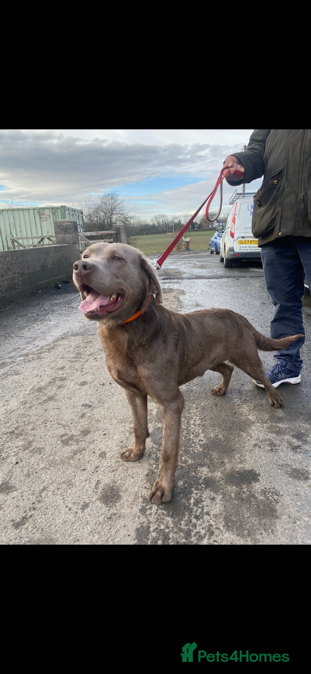Labrador Retriever dogs for sale: Silver Labrador  - Advert 13