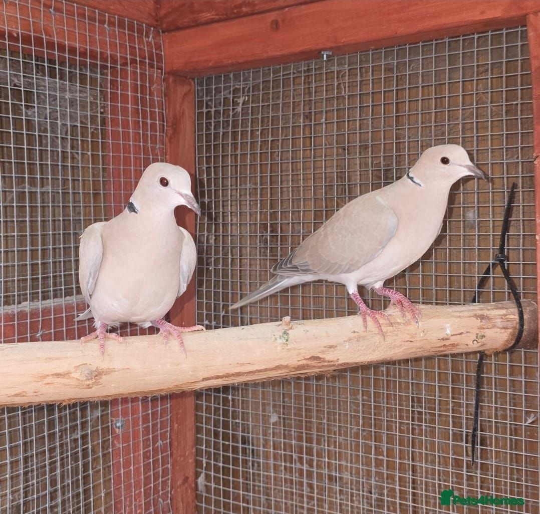 Doves birds Beautiful Pair of Barbary Doves - Advert 2