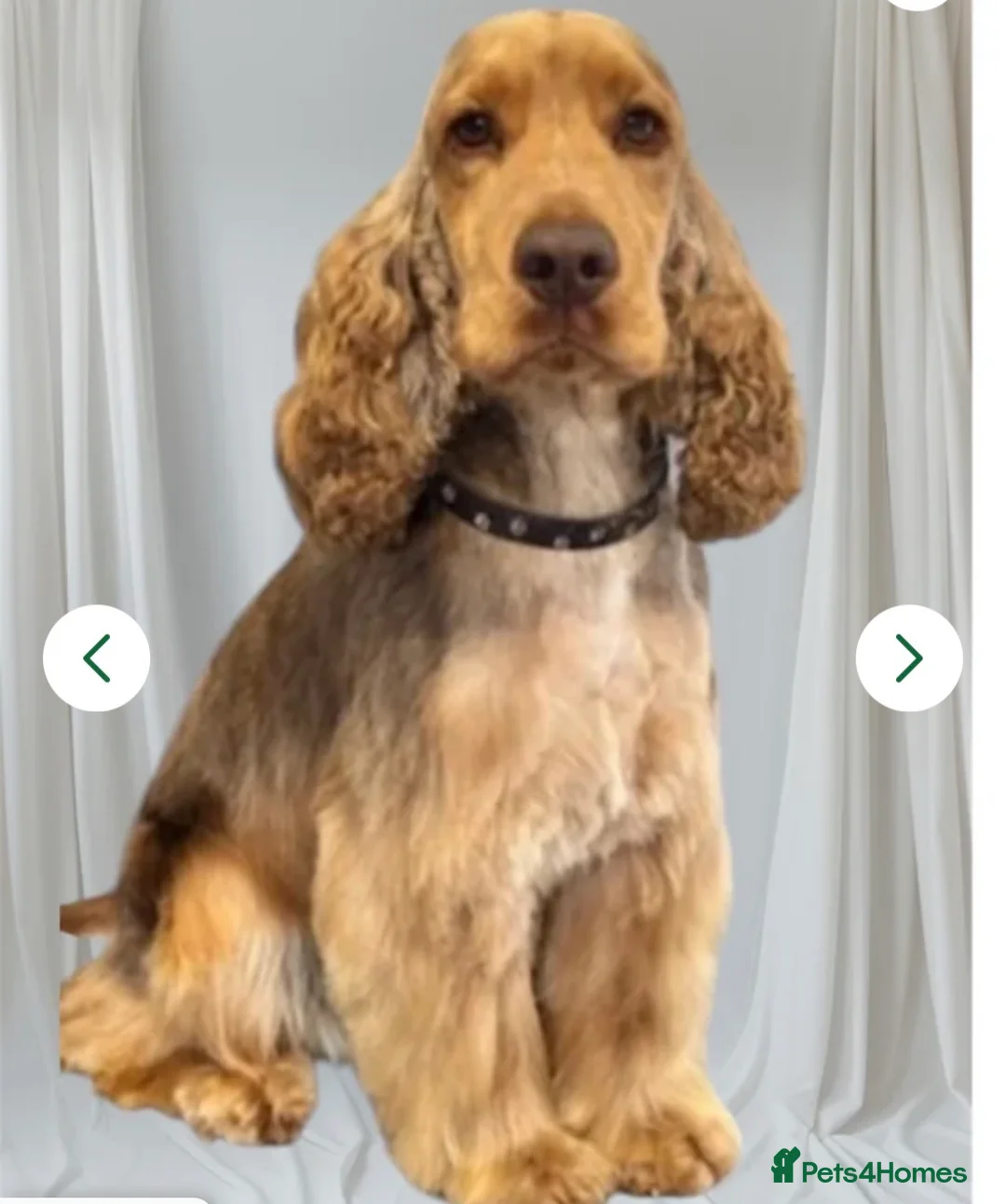 Cocker Spaniel dogs for sale: KC Show Cocker Spaniel Boys  - Advert 9