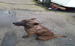 German Shepherd dogs for sale: German shaft - Image 6