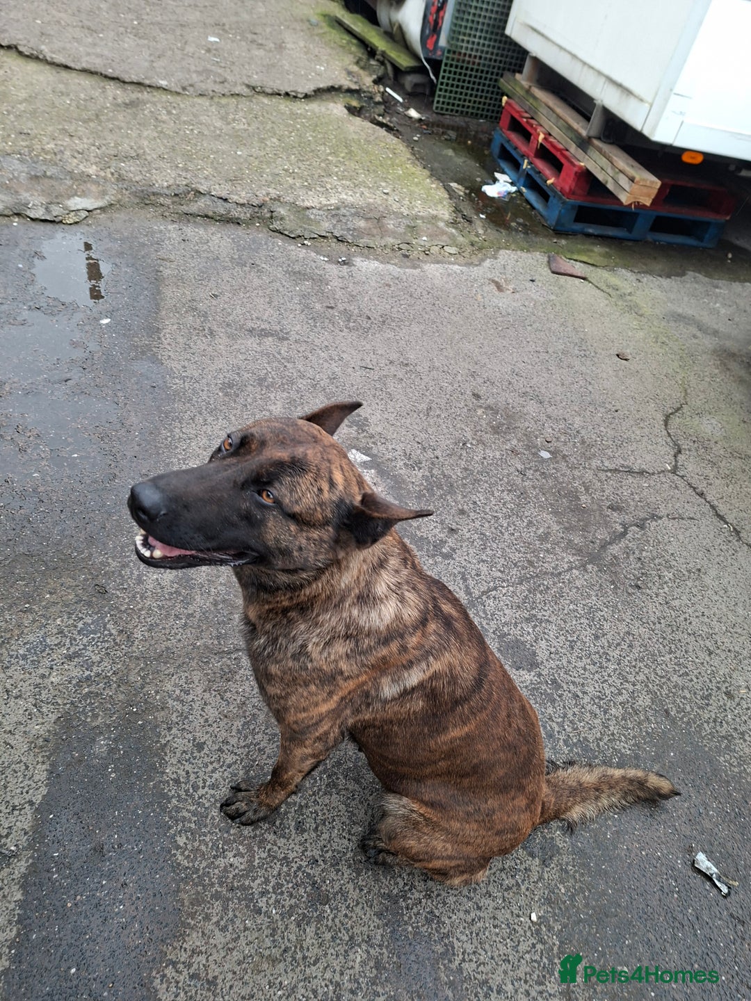 German Shepherd dogs for sale: German shaft - Image 6