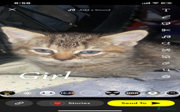 Mixed Breed cats for sale: 6 beautiful kittens  - Image 2