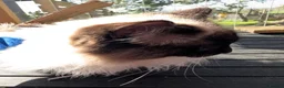 Ragdoll cats for stud: Ready for Srud - Advert 7
