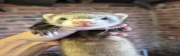 Ferret rodents for sale: Ferrets silver jills x2  - Advert 8