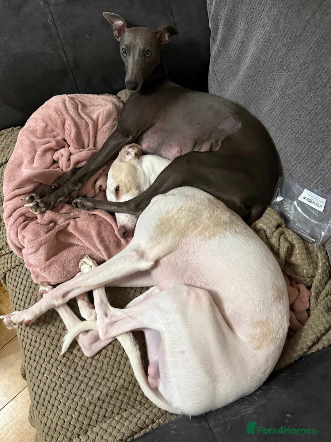 Whippet dogs for sale: Blue whippet pups for sale  - Advert 7