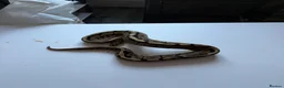 Python Snake reptiles for sale: Ball pythons various reduced  - Advert 6