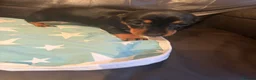 Dachshund dogs for sale: Black tan Dachshunds  - Advert 10