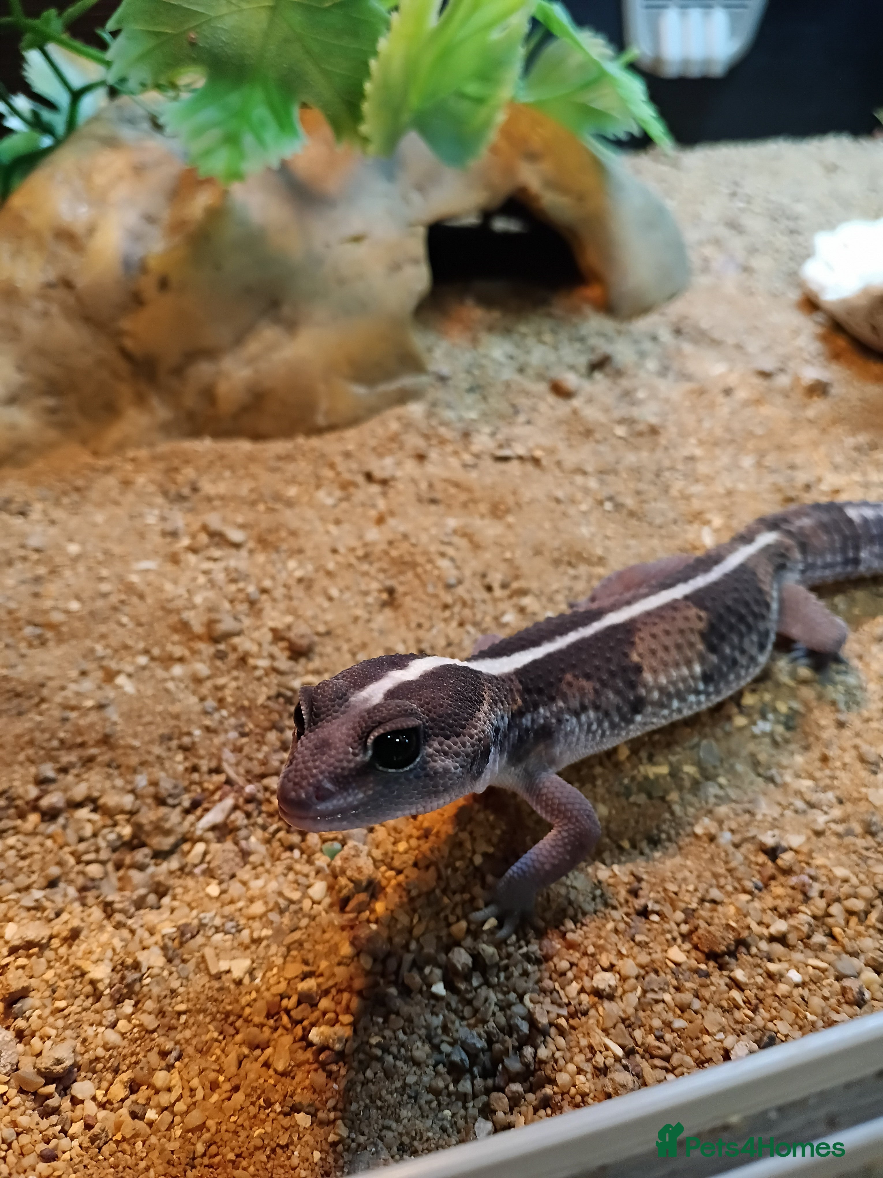 Gecko reptiles Baby fat tail gecko and leopard gecko - Advert 12