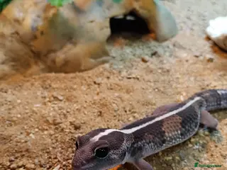 Gecko reptiles Baby fat tail gecko and leopard gecko - Advert 12