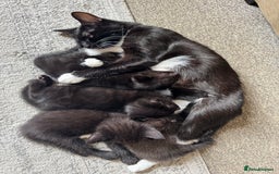 Mixed Breed cats for sale: 4 kittens for sale  - Image 6