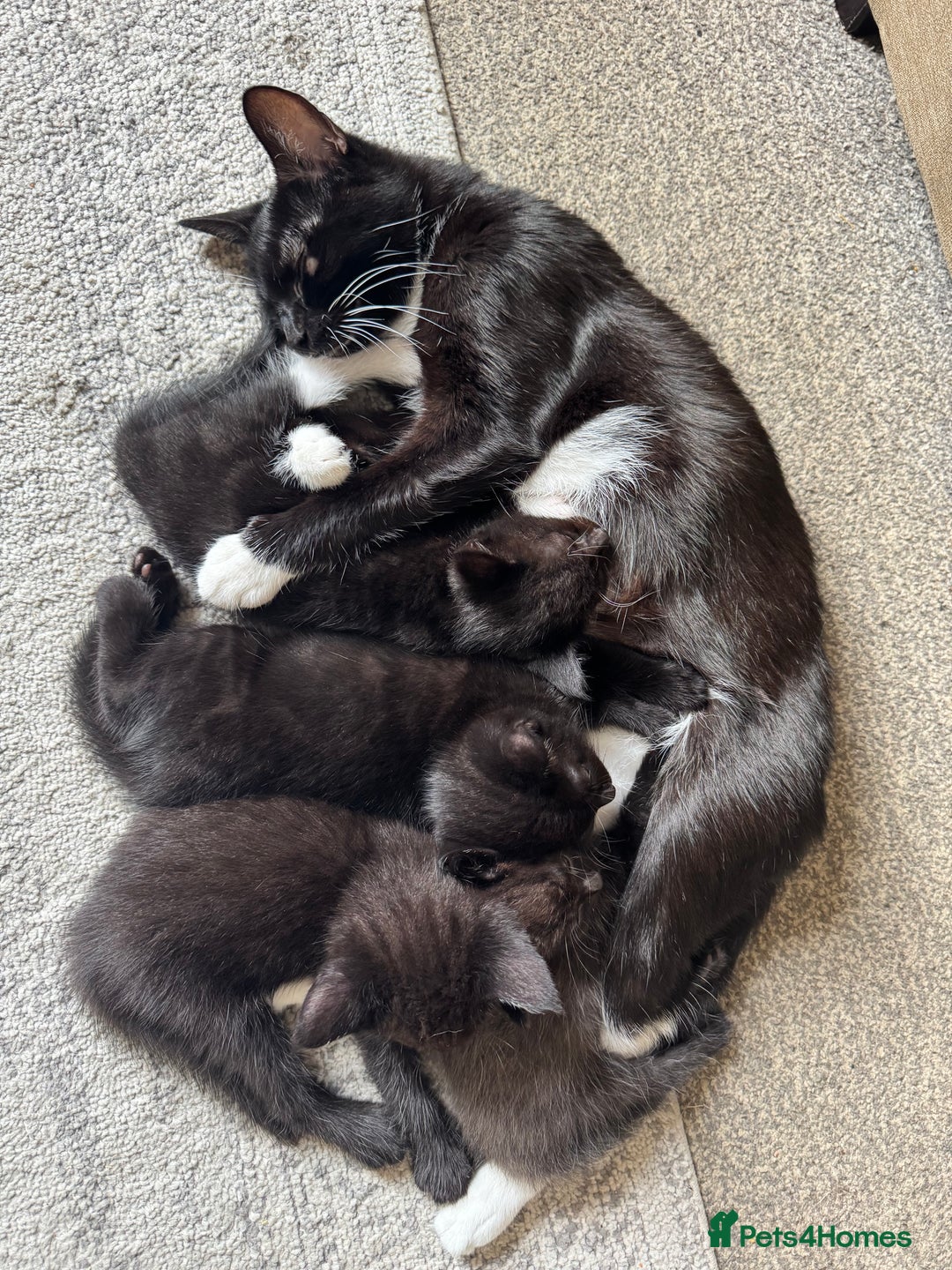 Mixed Breed cats for sale: 4 kittens for sale  - Image 6