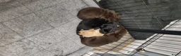 Labrador Retriever dogs for sale: Ruby's litter in Peterlee - Advert 9