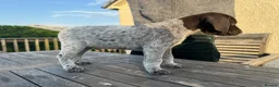 German Wirehaired Pointer dogs for sale: German Wirehaired Pointer Pups -From working Lines in Doune - Advert 12