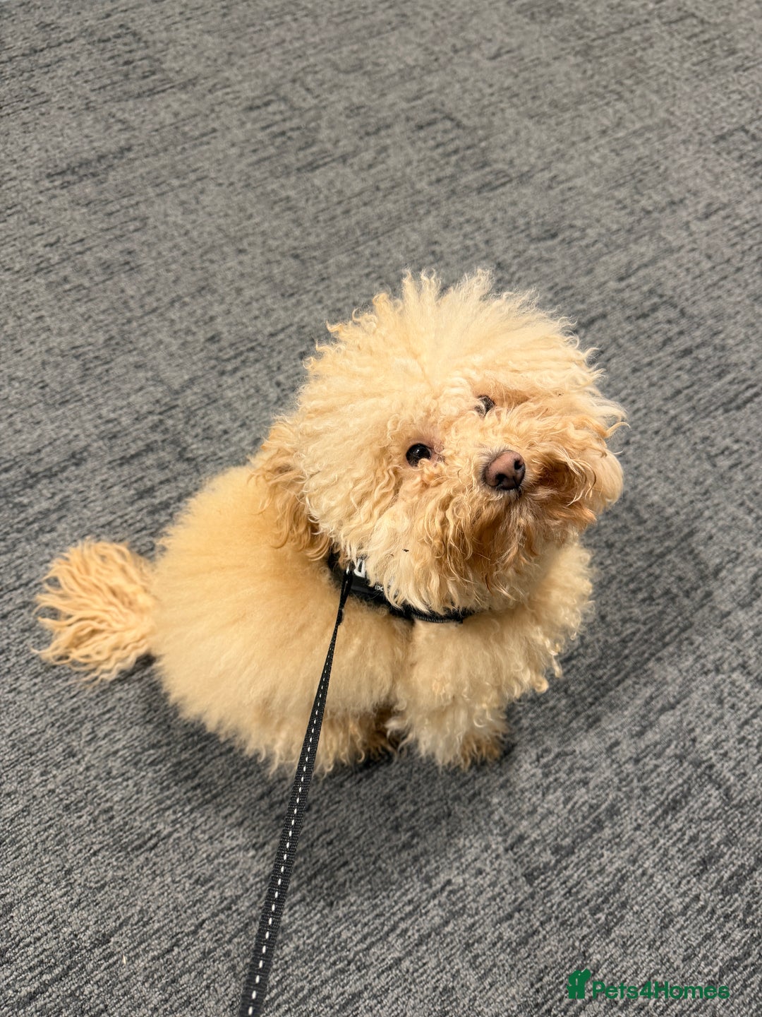 Miniature Poodle dogs for sale: Miniture Poodle for Adoption  - Advert 4