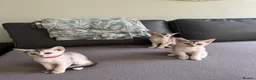 Abyssinian cats for sale: Silver Abyssinian kittens  - Advert 13
